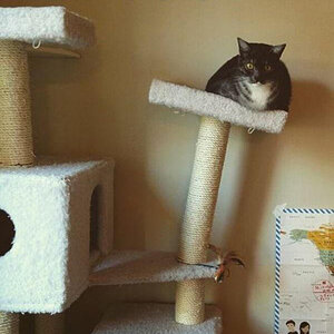 FetteKatze