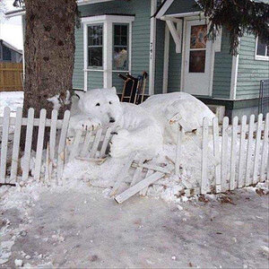 Schneebaer