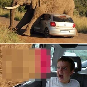 Elephant