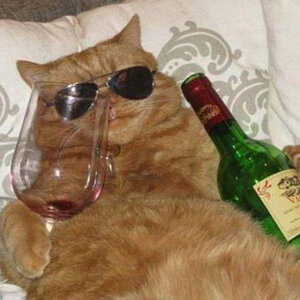 Saufkatze