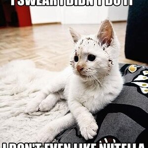 Nutellakatze