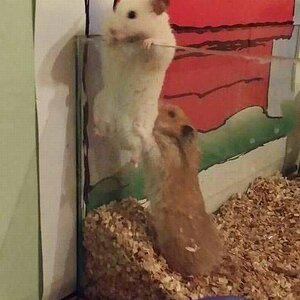 Escape