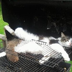 Grillkatze