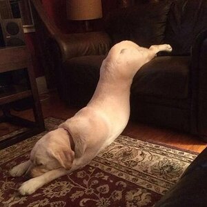 Schlafhund01