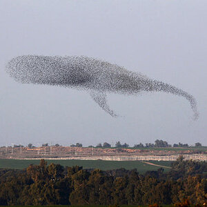 Flugwal