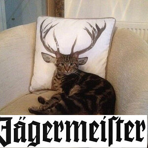 Jaegermeister
