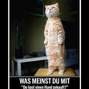 KatzHund