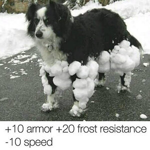 Scheehund