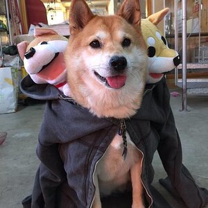 Cerberus