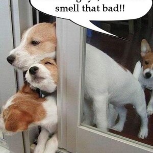 DogSmell
