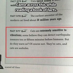 Cats01