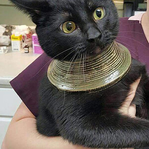 Eitlekatze