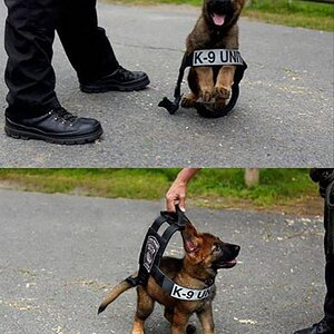 Polizeihund