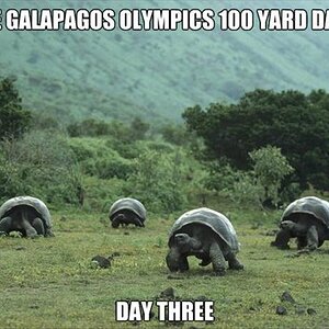 Schildkröten