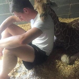 Giraffe02
