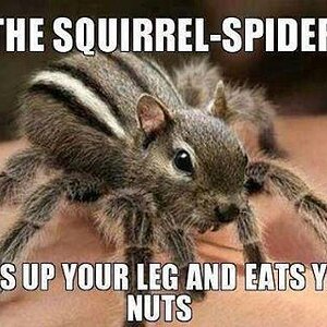 Squirrelspider