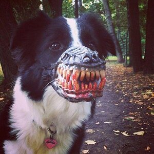 Kampfhund