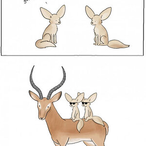 CoolImpala