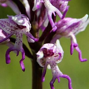Orchideen