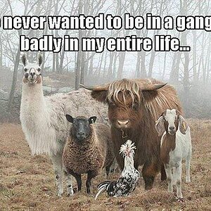 Coolandthegang