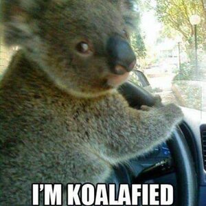 I'm_koalafied