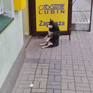 sitz
