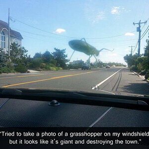 GrassHuepfer
