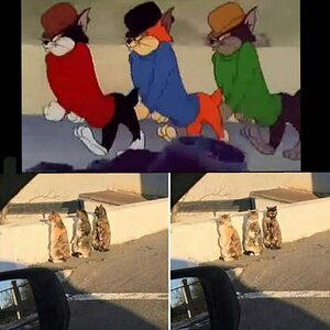 DreiKatzen
