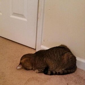 CatSleep