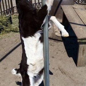 Goatdance