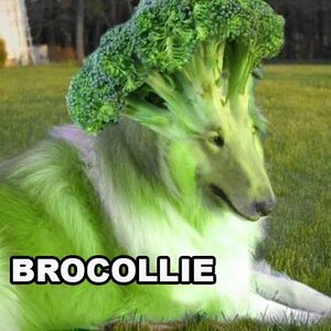 Brocollie