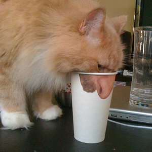 Nase