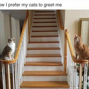 CatGreet