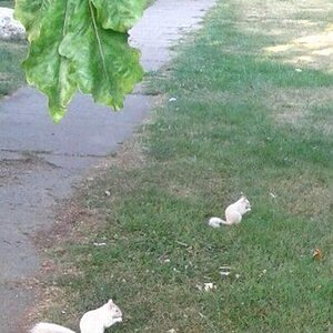 Albinos