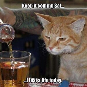 CatLive