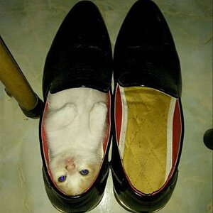 CatShoe