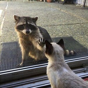 Besuch
