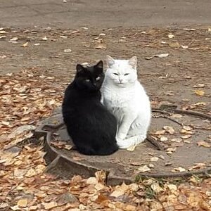 Ying Yang