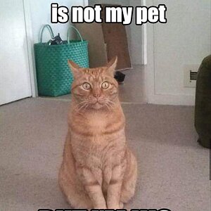 Pet-Cat