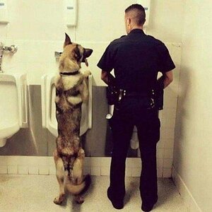Polizeihund