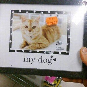 Hundekatze