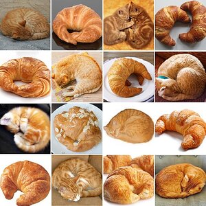 WosinddieKatzen