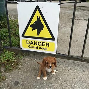 GuardDog