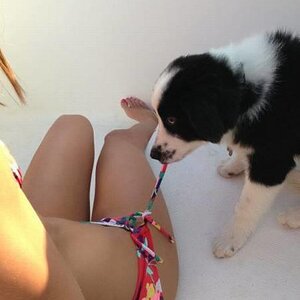 Guterhund