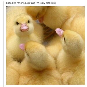 Angryduck