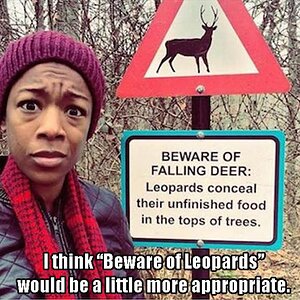 Leopards