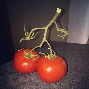 Tomatenfuesse