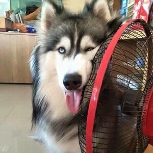 Vielzuwarm