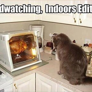 BirdCat