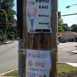 ParrotBBQ